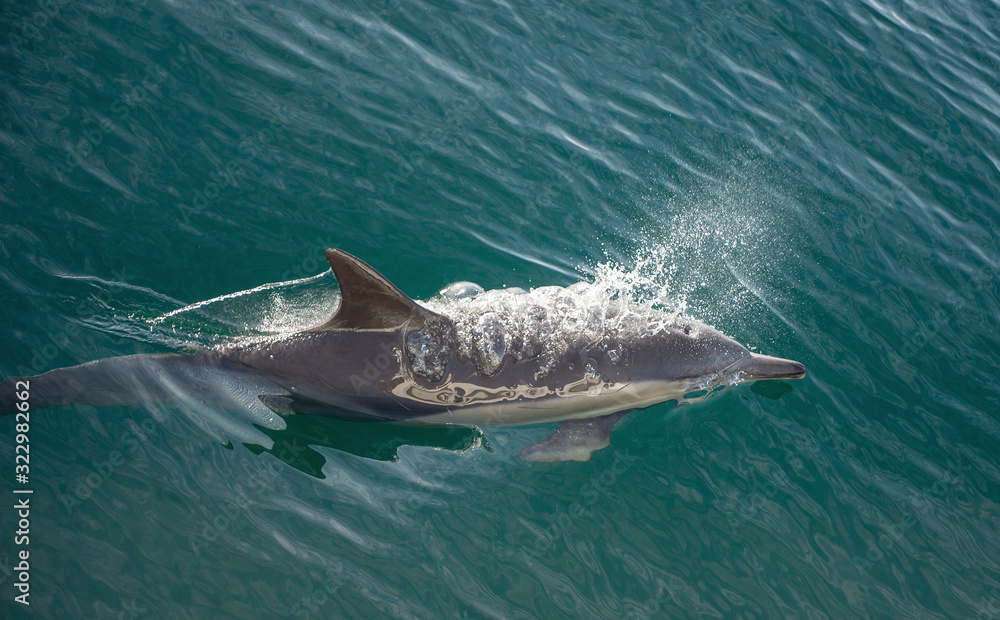 Obraz premium swimming dolphin in the ocean and hunting for fish. Dolphin jumping out of the water. The Long-beaked common dolphin (scientific name: Delphinus capensis) swimming in atlantic ocean.