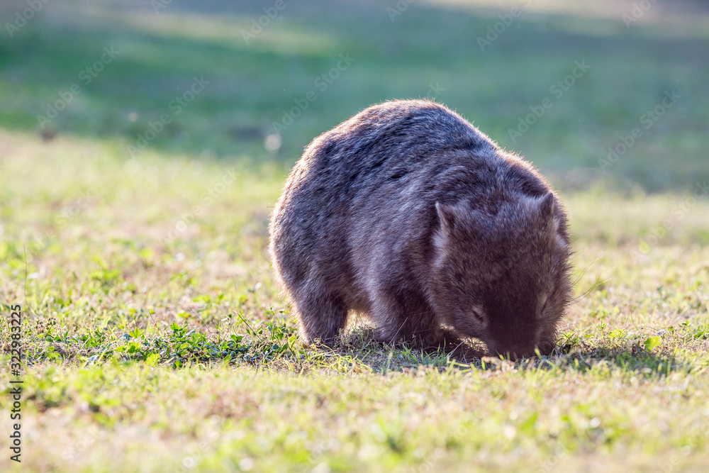 wilder Wombat in Australien wilder Wombat in Australien