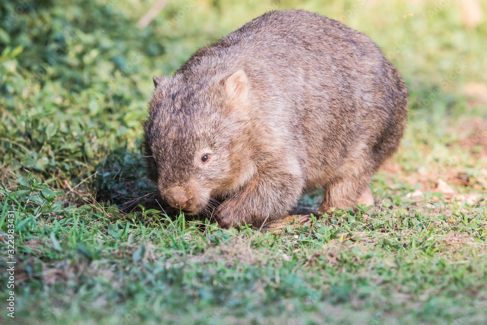 wilder Wombat im Abendlicht (Kangaroo Valley, Australien) wilder Wombat im Abendlicht (Kangaroo Valley, Australien)