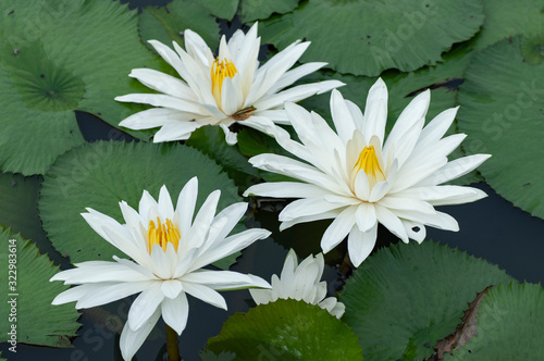 Beautiful White Lotus Flower with green leaf in in pond © tofandi