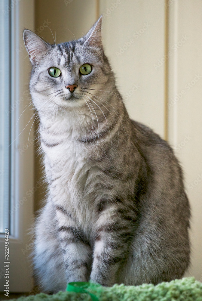 Grey serious cat sitting in the terrace with place for text. Domestic cat Grey serious cat sitting in the terrace with place for text. Domestic cat