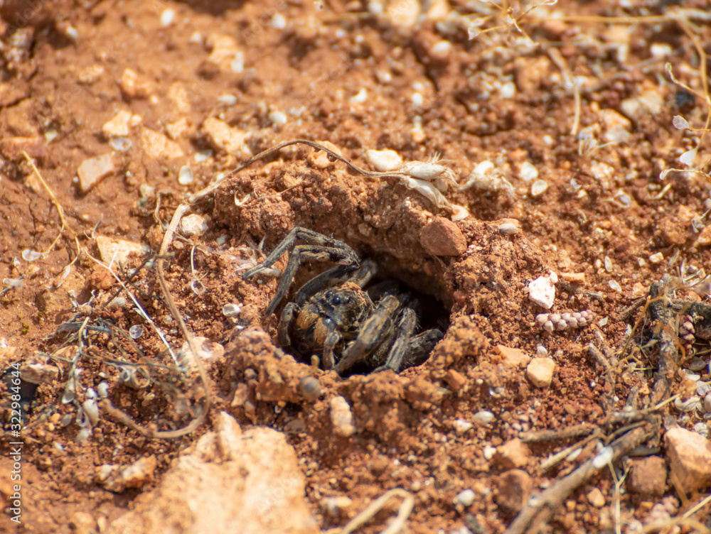 Anjar, Lebanon - famous for its Umayyad Caliphate ruins, a Unesco World Heritage Site, the village of Anjar presents hides a lot of wildlife among its ruins, like this funny spider in the picture Anjar, Lebanon - famous for its Umayyad Caliphate ruins, a Unesco World Heritage Site, the village of Anjar presents hides a lot of wildlife among its ruins, like this funny spider in the picture