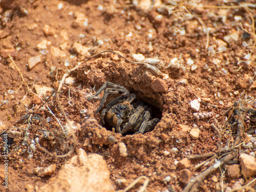 Anjar, Lebanon - famous for its Umayyad Caliphate ruins, a Unesco World Heritage Site, the village of Anjar presents hides a lot of wildlife among its ruins, like this funny spider in the picture