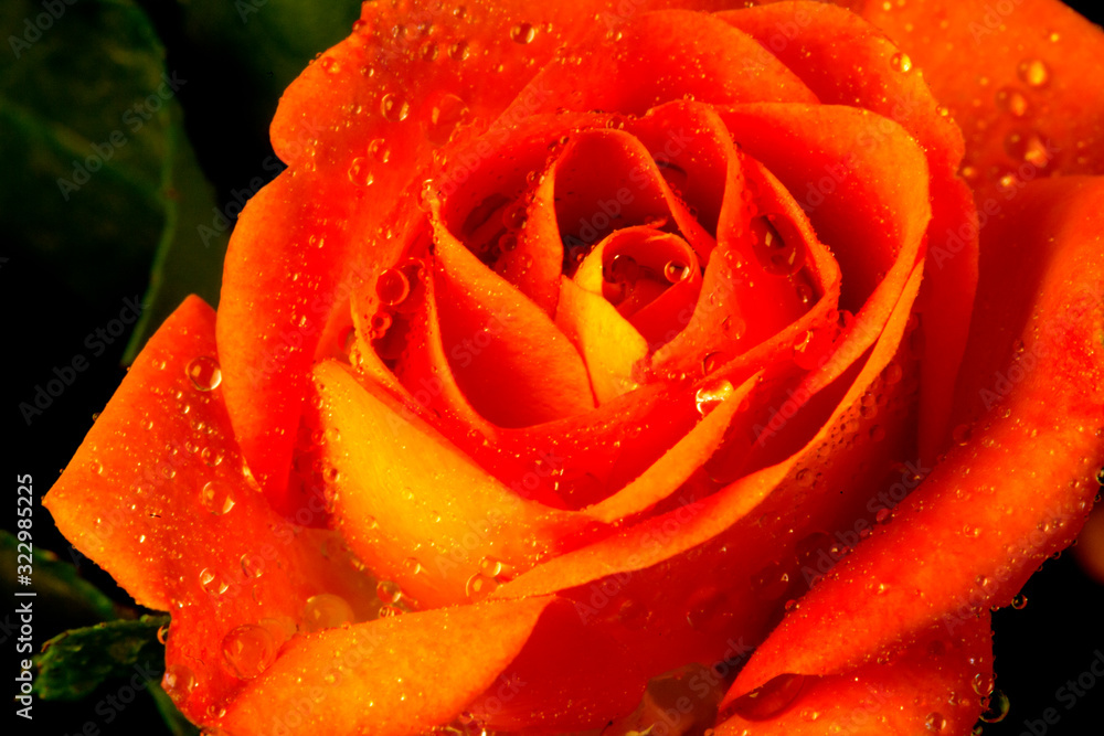 red rose with water drops red rose with water drops