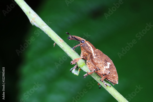 Wallpaper Mural weevils inhabit nature Torontodigital.ca
