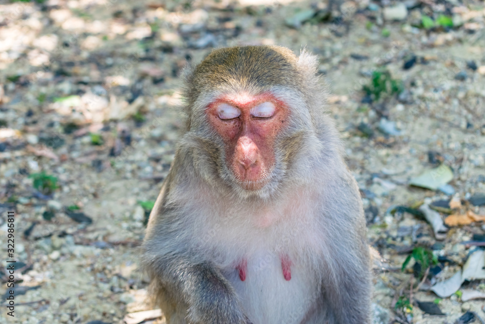 Old monkey with closed eyes with sun beams on face