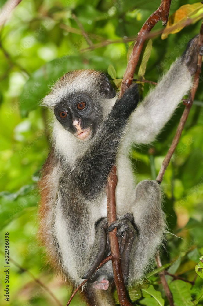 Fototapeta premium Endangered red colobus monkey (Piliocolobus kirkii) in Jozani rainforest Zanzibar