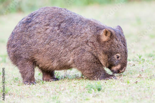 wilder Wombat im Abendlicht (Kangaroo Valley, Australien)