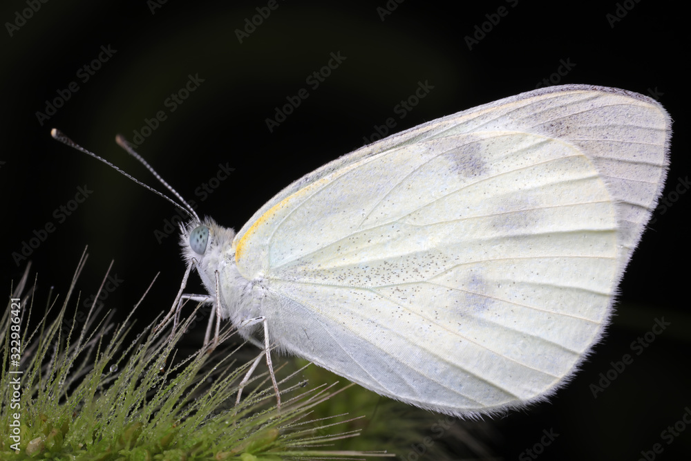 Pieris rapae on plant leaves in the wild Pieris rapae on plant leaves in the wild