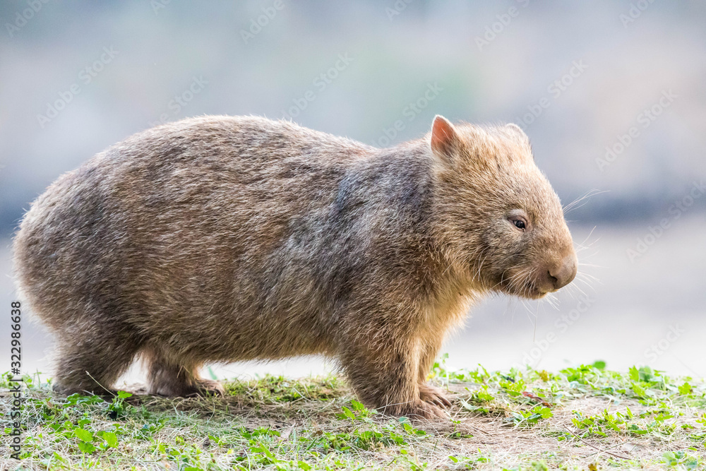 Naklejka premium wilder Wombat in Australien