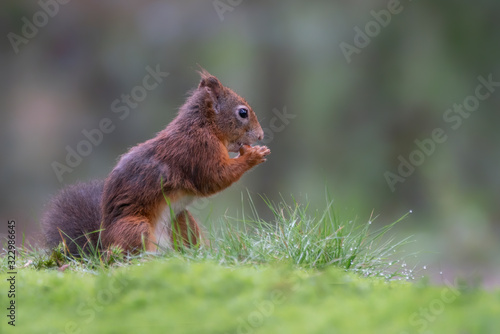 Eurasian red squirrel (Sciurus vulgaris) sitting on moss an eating a hazelnut in the forest of Noord Brabant in the  Netherlands.