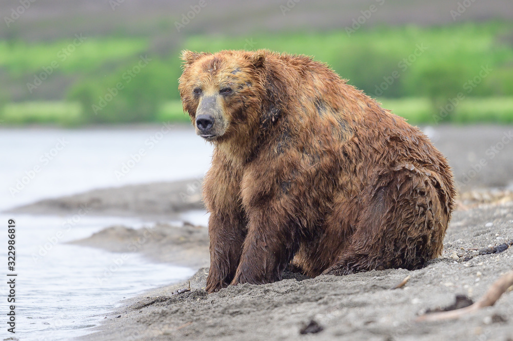 Obraz premium Ruling the landscape, brown bears of Kamchatka (Ursus arctos beringianus)