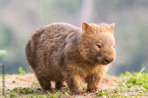 wilder Wombat im Abendlicht (Kangaroo Valley, Australien)