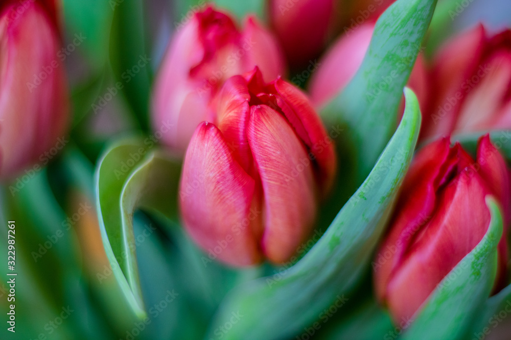 tulips on a green background tulips on a green background