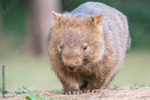 junger, wilder Wombat in Australien (Kangaroo Valley)