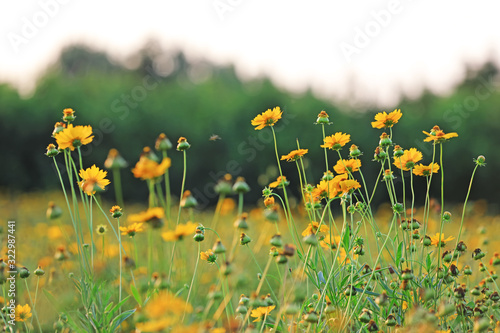 Coreopsis blossoms in a park