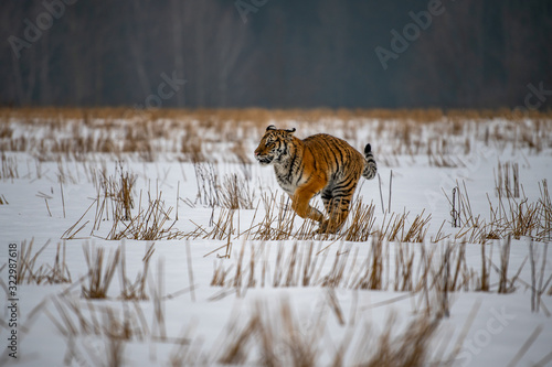 Siberian Tiger running in snow. Beautiful, dynamic and powerful photo of this majestic animal. Set in environment typical for this amazing animal. Birches and meadows