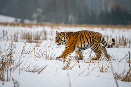 Siberian Tiger running in snow. Beautiful, dynamic and powerful photo of this majestic animal. Set in environment typical for this amazing animal. Birches and meadows