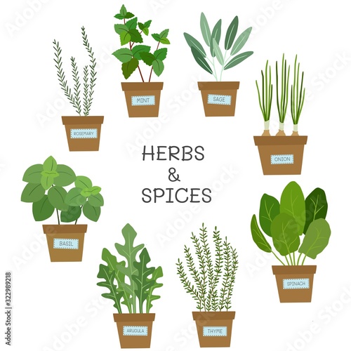 Potted herbs. Herbs and spices. Vector illustration.