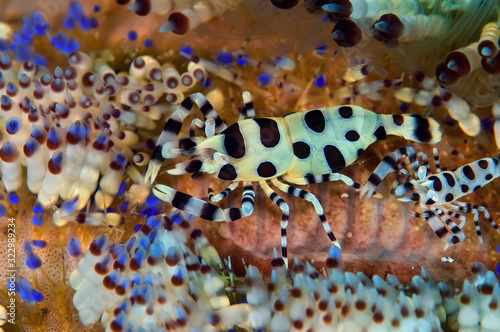 Coleman Shrimp on fire urchin. Philippines. photo