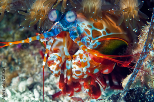 Peacock mantis shrimp gets out of his burrow. Underwater macro photography
