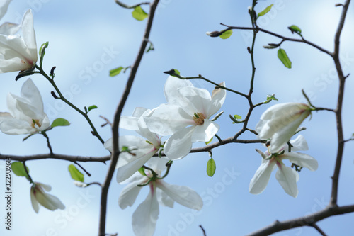 White open Magnolia flowers on a branch with green leaves against the blue sky in the Moscow Botanical garden
