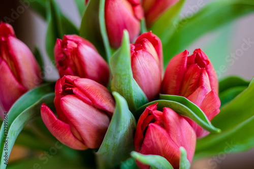 tulips in the garden
