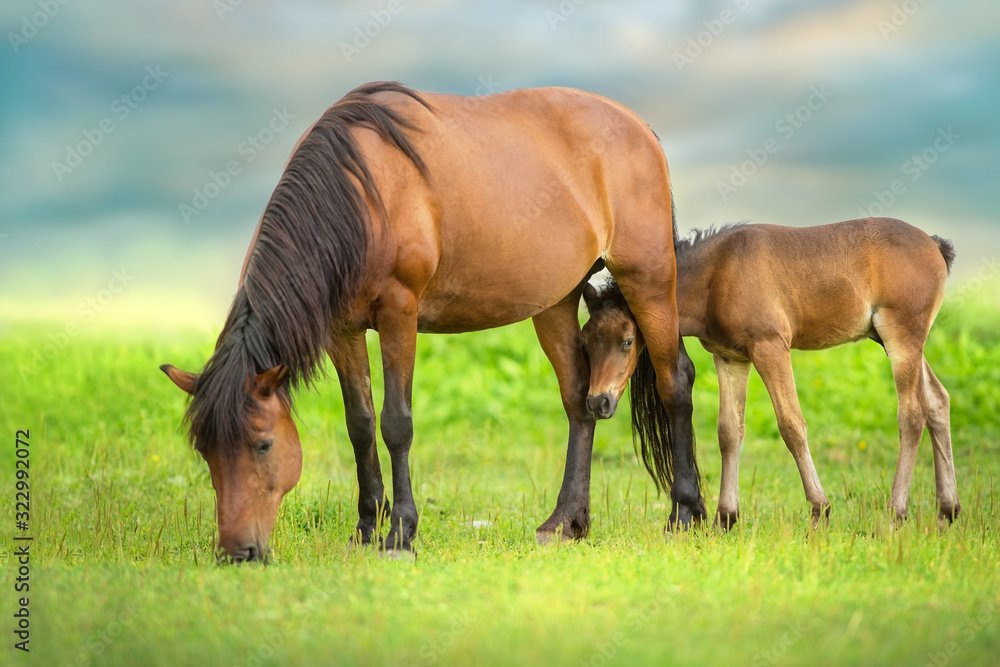 Bay little foal and mare on summer pasture rest and grazing Bay little foal and mare on summer pasture rest and grazing