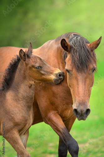 Bay little foal and mare on summer pasture rest and grazing © kwadrat70