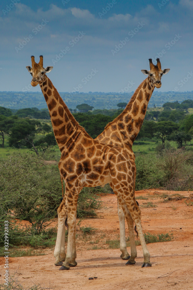 Obraz premium Two Giraffe, twisted bodies, play, jest, form a V shape, twins, duplicates