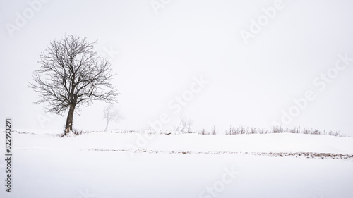 Beautiful winter landscape with a lone tree standing skyline in front of a white sky.