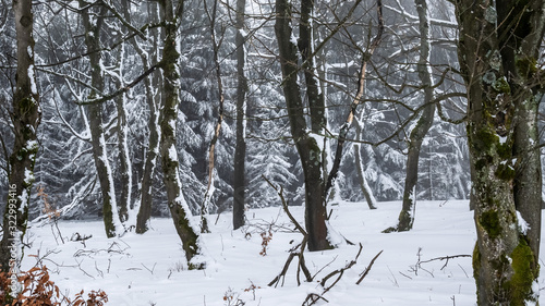 Winter scene in a young forest covered in snow.
