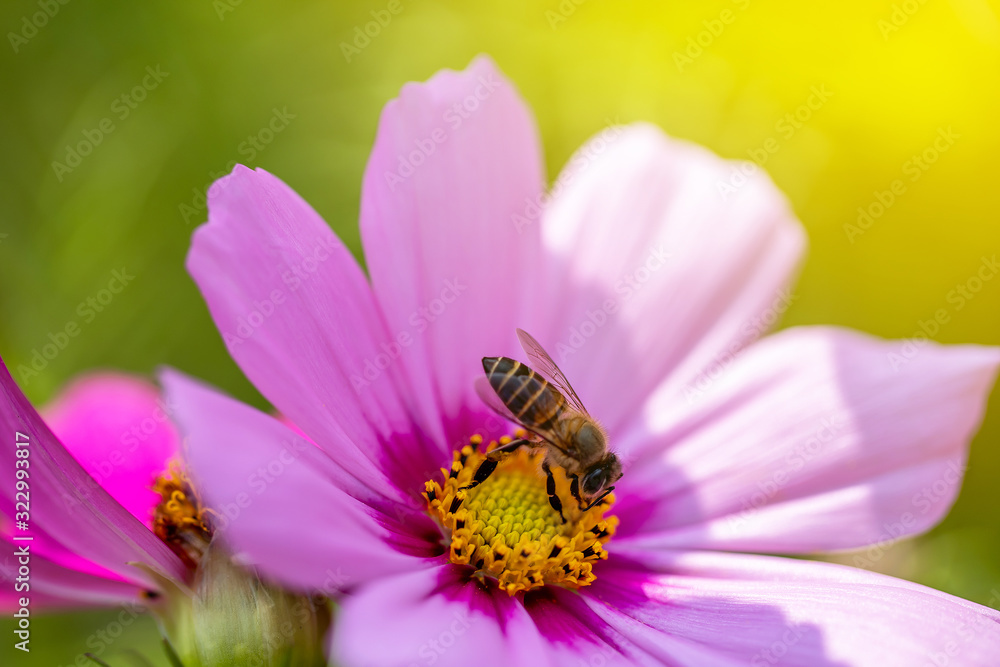 The macro or closed up of small bee getting nectar from the yellow pollen of cosmos flower in the green garden with flare in the sunny day. The macro or closed up of small bee getting nectar from the yellow pollen of cosmos flower in the green garden with flare in the sunny day.