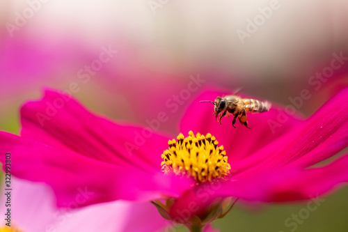 The macro or closed up of small bee getting nectar from the yellow pollen of cosmos flower in the green garden with flare in the sunny day.