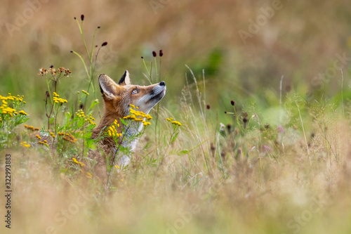 Fototapeta Naklejka Na Ścianę i Meble -  Young fox in its natural habitat in a summer meadow