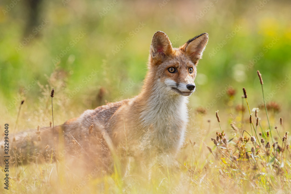 Young fox in its natural habitat in a summer meadow