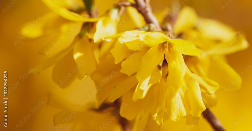 Yellow flower in the park in spring Yellow flower in the park in spring