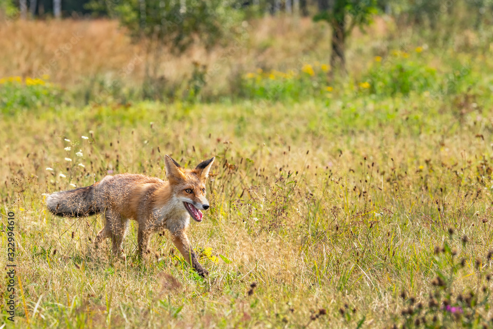 Fototapeta premium Young fox in its natural habitat in a summer meadow
