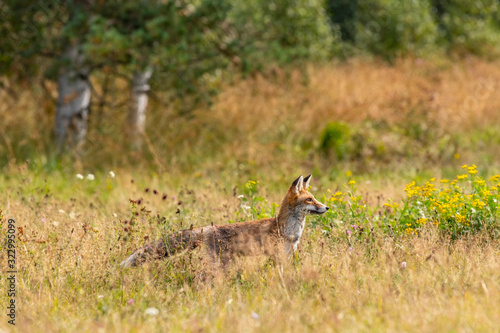 Young fox in its natural habitat in a summer meadow