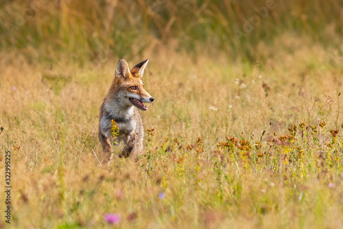 Young fox in its natural habitat in a summer meadow