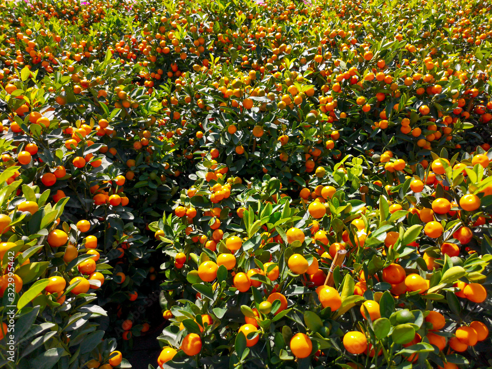 Ripe tangerines on a tree in the park Ripe tangerines on a tree in the park