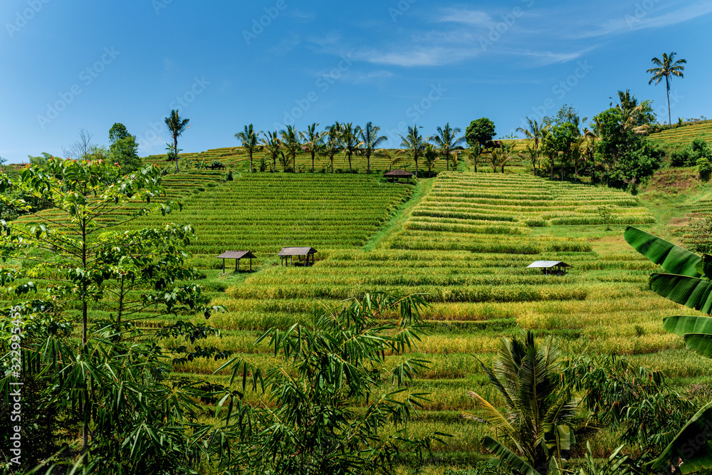 Beautiful landscape of Jatiluwih rice terraces in Bali, Indonesia