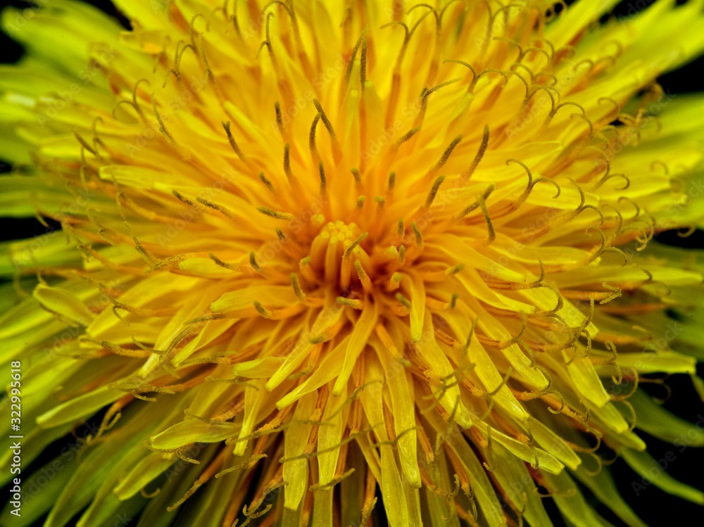 Pissenlit macro Pissenlit macro