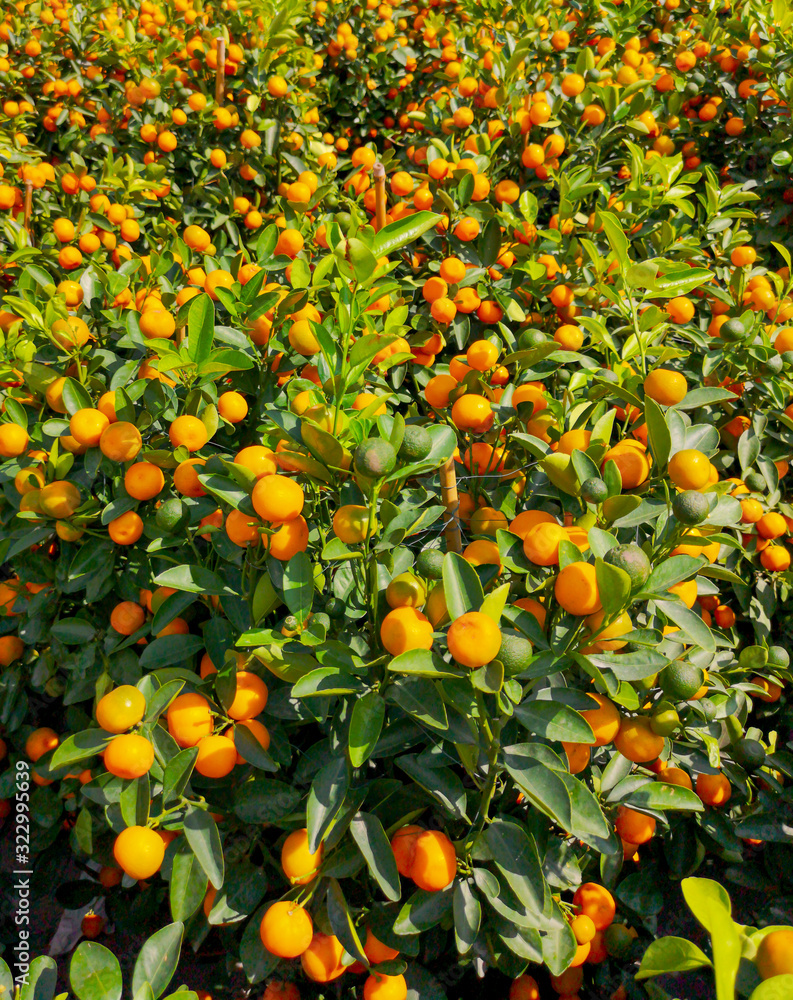 Ripe tangerines on a tree in the park Ripe tangerines on a tree in the park