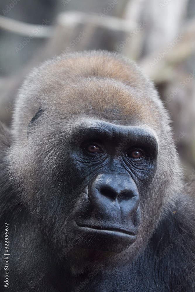 Gorilla, silverback gorilla in captivity Gorilla, silverback gorilla in captivity