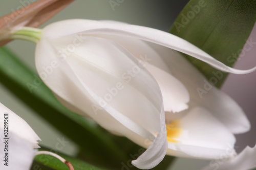 Fototapeta Naklejka Na Ścianę i Meble -  Flowers of Coelogyne cristata orchid