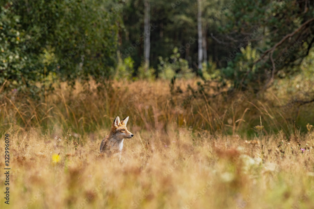 Young fox in its natural habitat in a summer meadow Young fox in its natural habitat in a summer meadow