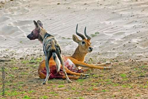 Alpha Male Wild Dog (painted Dog) standing over an injured puku which has just been hunted.  South Luangwa National Park, Zambia photo