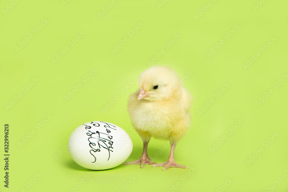 Chicken on a yellow background with an Easter egg, Isolation, Place for text. Chicken on a yellow background with an Easter egg, Isolation, Place for text.