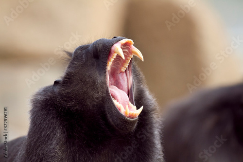 Bilde på lerret Crested black macaque, macaque in captivity teeth